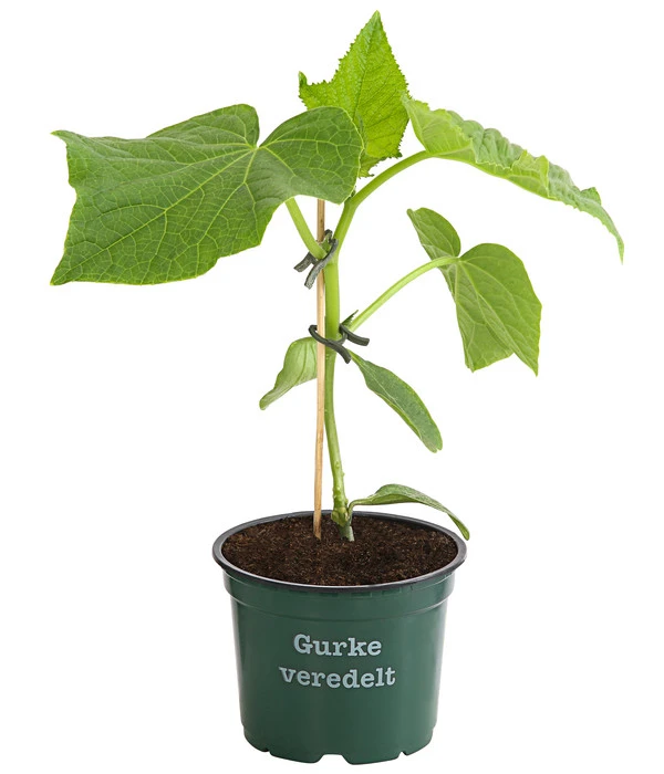 Bioland Gurke, Veredelt – Bild 2