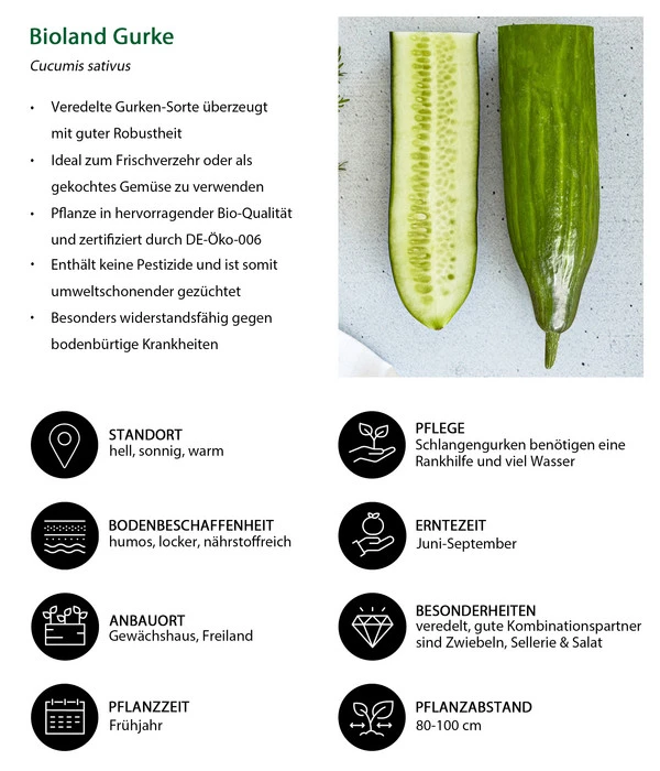 Bioland Gurke, Veredelt – Bild 6