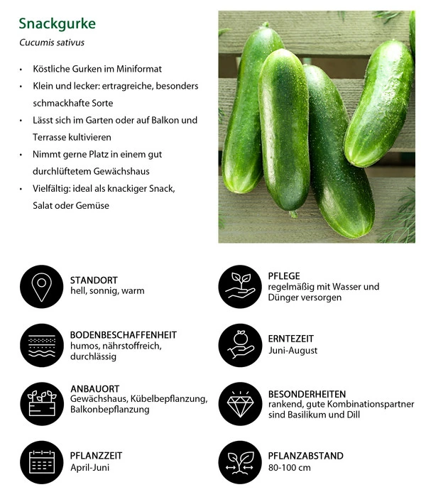 Snackgurke – Bild 5