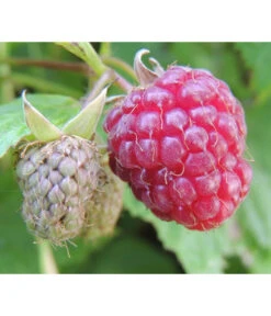 Dehner Gourmet Garten Himbeere 'Homecane®'