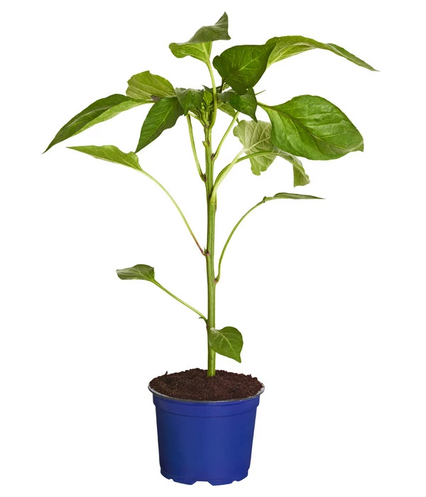 Dehner Gourmet Garten Tomatenpaprika – Bild 2