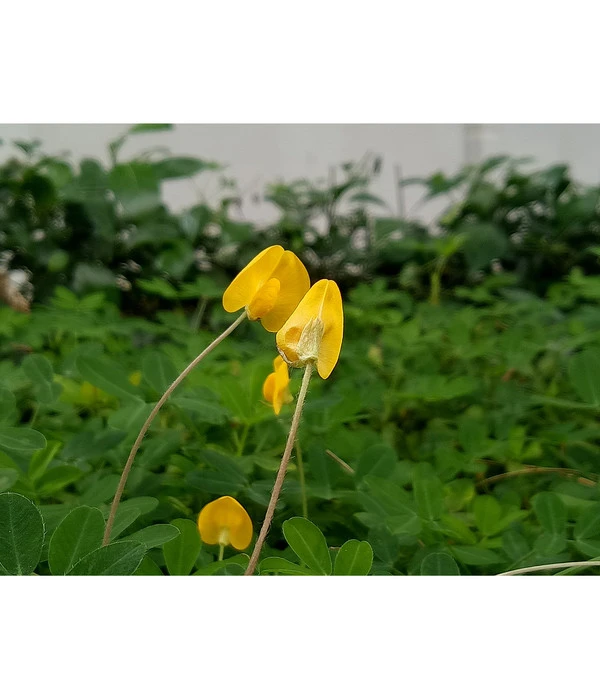 Bioland Erdnuss – Bild 2