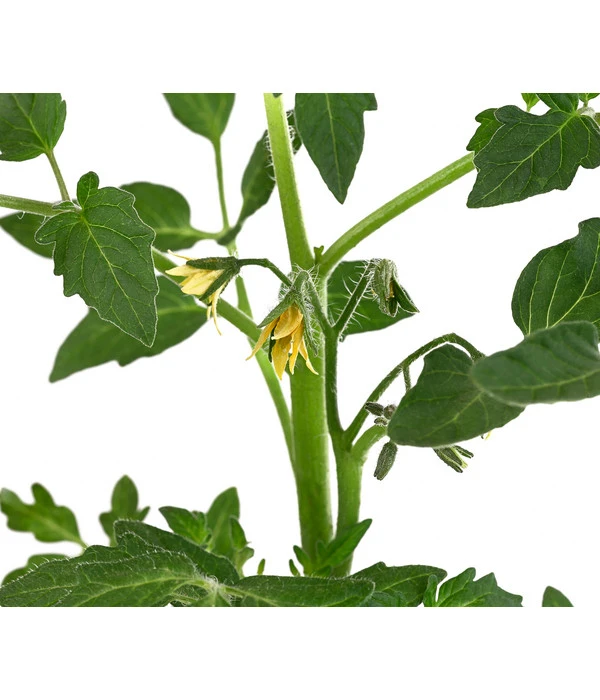 Tomate 'Previa' – Bild 4