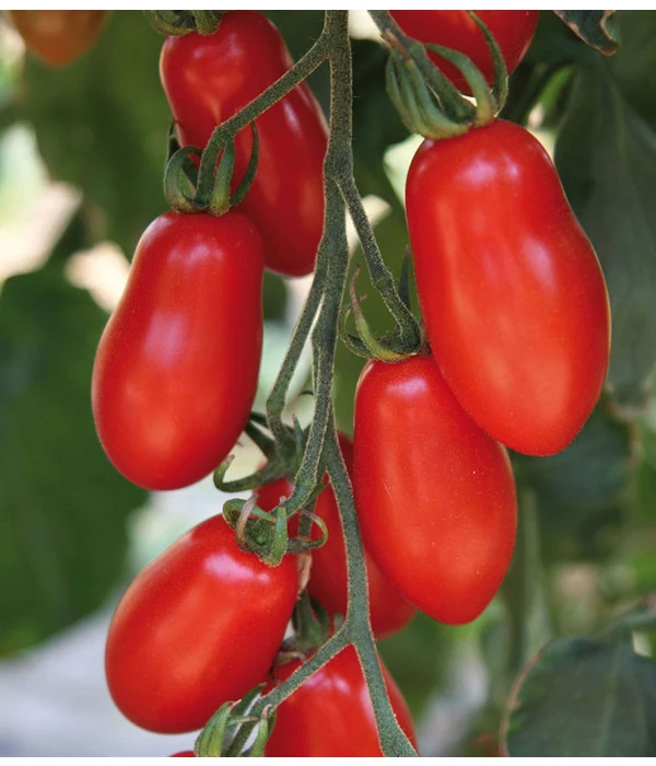 Mini San-Marzano Tomate 'Trilly' – Bild 3
