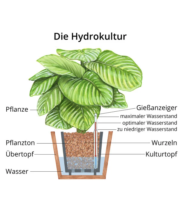 Pfeilblatt - Alocasia 'Wentii', Hydrokultur – Bild 2